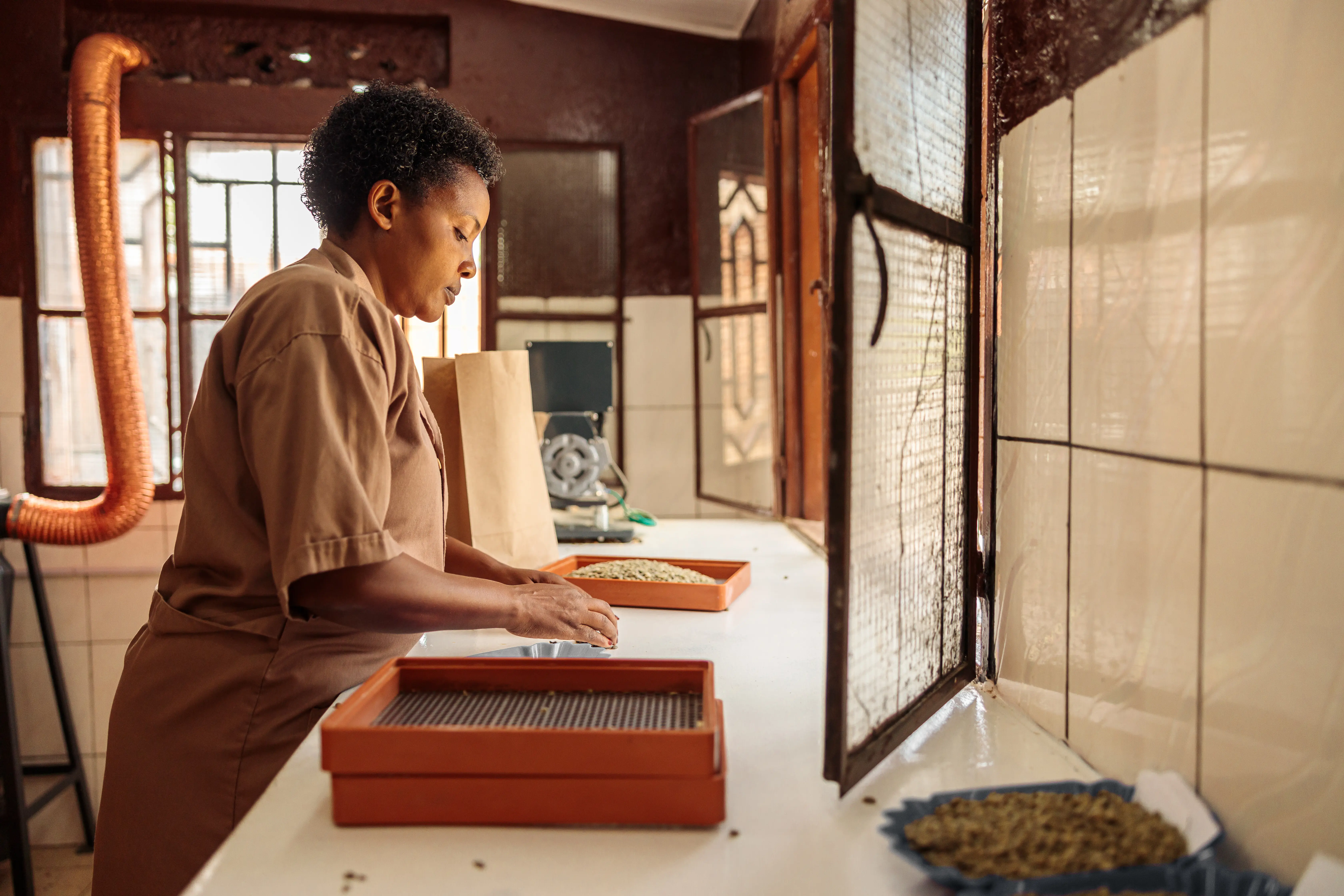 Seitenansicht einer afroamerikanischen Arbeiterin, die Kaffeebohnen mit mehreren Sieben nach Größe sortiert.